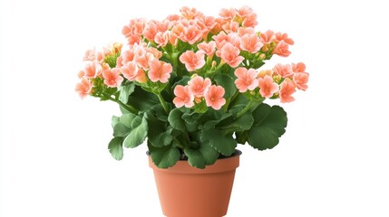 Kalanchoe plant in a pot viewed from the front set against a white background