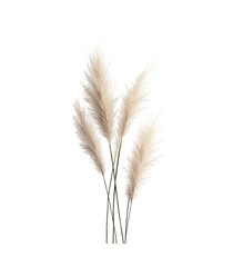 Golden wheat ears, isolated on white, symbolize agriculture and harvest