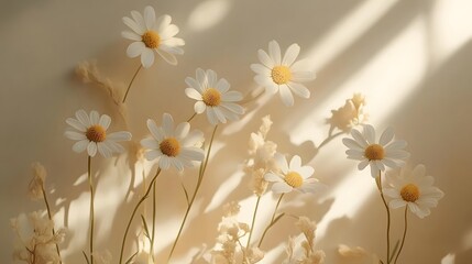 Fototapeta premium White daisies photographed in bright window light creating shadow patterns, styled against soft beige background for ethereal botanical composition.