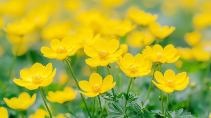Fototapeta premium Aerial view of vibrant yellow flower field, expansive blue sky overhead, gentle breeze swaying blossoms, serene and picturesque landscape inviting exploration and tranquility.