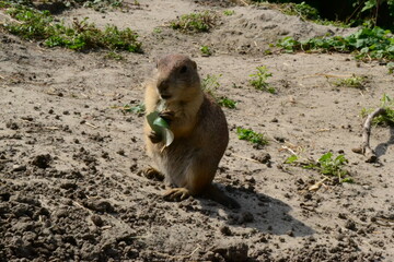 A Marmot eating green leaf.