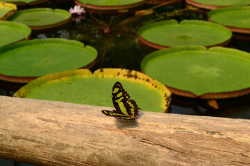 Green Butterfly In Botanic Harden.