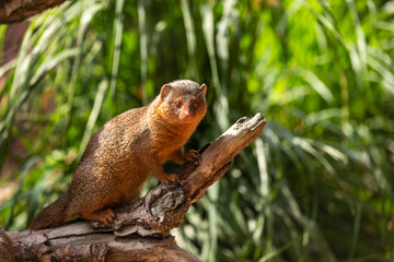 Full body of Helogale, genus of the small mongoose
