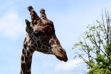 Close Up Of The Head Of Giraffe. 