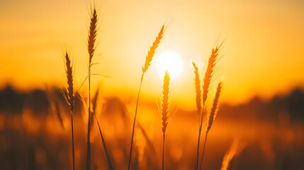 Obraz premium Golden wheat field at sunset with a vibrant sky, showcasing the beauty of agriculture and nature