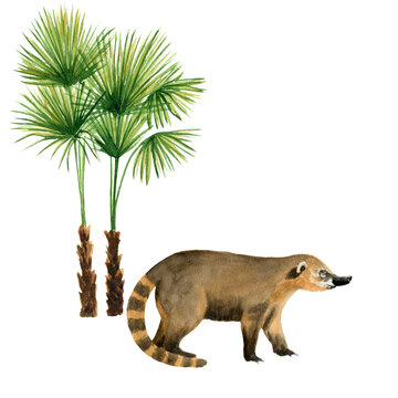Nasua - animal in full length with Washingtonia palm. Watercolor illustration isolated on transparent white background. For posters, cards, postcards