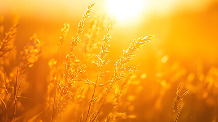 Golden wheat field at sunset with a vibrant sky, showcasing the beauty of agriculture and nature