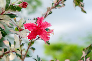 Red beautiful flowers at the garden