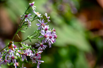 Common blue wood-aster