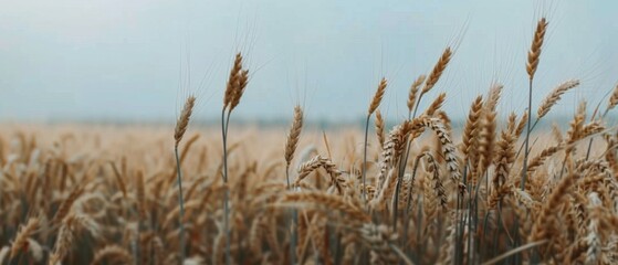 Close-up view of golden wheat stalks, swaying gently in the breeze against a soft, out-of-focus sky, capturing the essence of nature's rhythm.