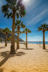 Obraz premium Las Teresitas beach, Tenerife, with its signature golden sand, palm trees, and tranquil waters, creating a relaxing, natural landscape