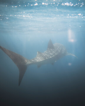 View of a beautiful whaleshark swimming in the serene underwater world, Ningaloo Reef, Australia.