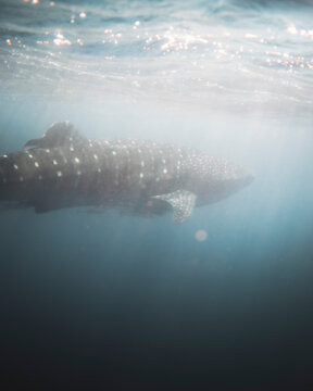 View of a majestic whaleshark swimming in a tranquil ocean, Ningaloo Reef, Australia.