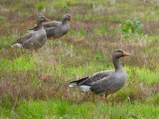 greylag geese a large goose native to the United Kingdom and Europe