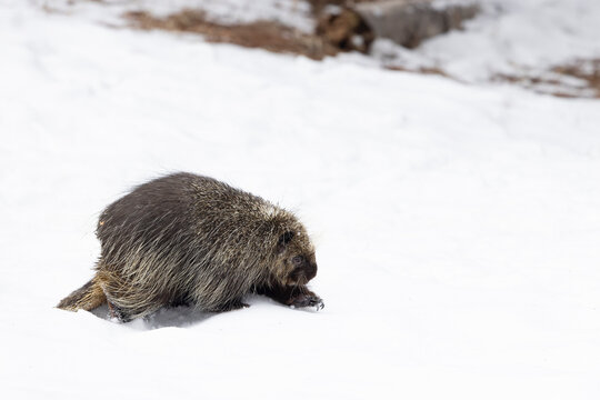 View of a solitary porcupine in a snowy landscape, Kalispell, United States.