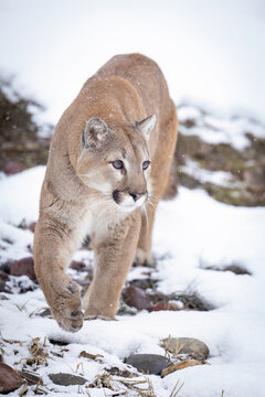 View of a majestic cougar in the snow, Kalispell, United States.