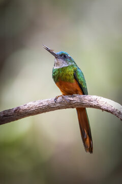 View of colorful jacamar perched on a branch in a tranquil forest, Pocone, Brazil.