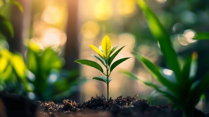New Growth A Young Plant Emerges and Thrives in a Beautiful Sunlit Forest Full of Vibrant Life and Energy