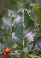 Beautiful close-up of the leaf of ilex aquifolium