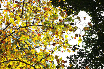 Autumn has arrived, almost all the leaves become yellow, few of them remain green