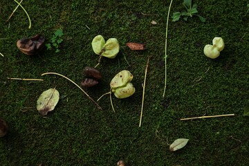 Cute leaves that look like small apples on a mossy lawn