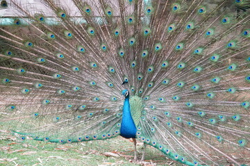 Obraz premium Peacock opens its screen with graceful posture