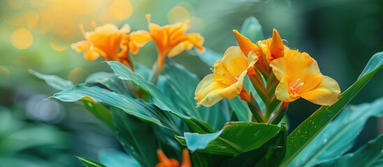 Flower Canna Yellow King Humbert