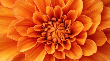 A close up view of a bright orange marigold flower in full bloom
