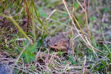 Common toad hides in the grass at Vevang on the south end of the Atlantic Ocean Road