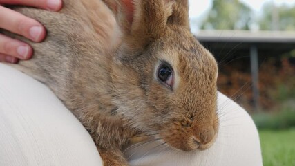 A rabbit owner gently pets their rabbit, which sits on their lap while they enjoy time together in the backyard.