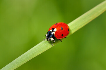 Siebenpunkt Marienkäfer (Coccinella septempunctata) auf einem diagonalen Grashalm vor grünem...