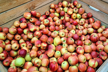 Wooden crate filled with fresh apples in an orchard warehouse, Grocery store display. Natural fruit background. Red green apple texture. Fruit market organic food. Pile of apples. Group of fruits.