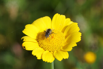 Yellow flower of corn marigold, corn daisy (Glebionis segetum, syn. Chrysanthemum segetum) with hoverfly, Eristalinus sepulchralis (Small Spotty-eyed Dronefly, Black Lagoon Fly). Summer, Netherlands