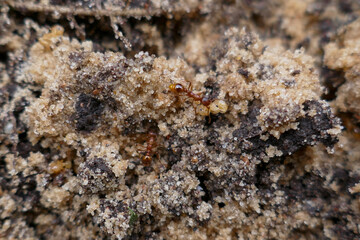 Macro photo of worker ants in sand and soil close up