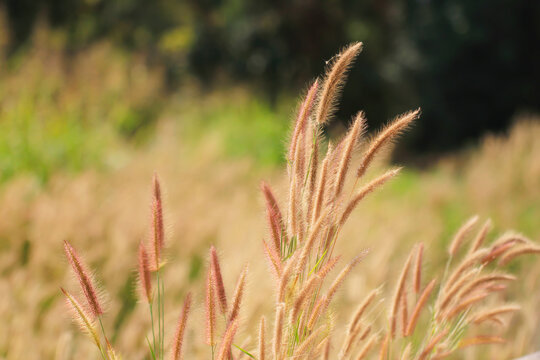 desho grass with sunlight
