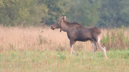 Łoś w środowisku naturalnym © Rafał Okraj