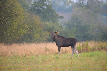 Łoś w środowisku naturalnym © Rafał Okraj
