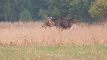 Łoś w środowisku naturalnym © Rafał Okraj