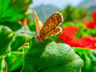 Pelargonium blue butterfly (Cacyreus marshalli). Butterfly from the family of blue butterflies (Lycaenidae.)
