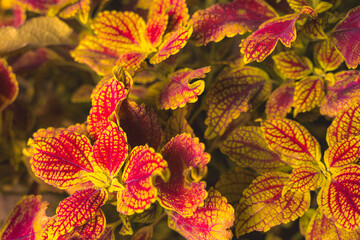 【カラフル】秋に色とりどりのコリウス