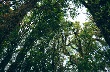 Green trees and leaves in rich forest, Tropical rainforests in Thailand, Supporting environmental conservation, Nature study trail, Concept of protecting the world and reducing global warming.