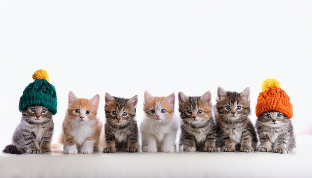 Gatitos grises beb&eacute; mirando a c&aacute;mara y en fila. Vestidos con ropa de invierno. Imagen graciosa, cuqui, tierna