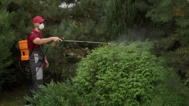 Gardener wearing a protective mask sprays insecticide on a hedge using a handheld sprayer. The scene captures essential pest control measures in a vibrant garden setting