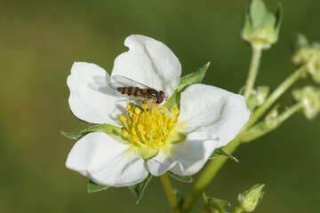 Close up female hoverfly Ringed Beech Fly (Fagisyrphus cinctus syn. Melangyna cincta), family Syrphidae on the flower of strawberry (Fragaria), family Rosaceae. Spring, April. Dutch garden