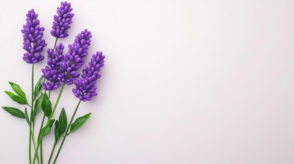Naklejka premium Purple Lavender Stems on White Background