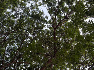 The view of tree leaves from below in the garden