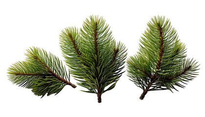 Christmas Twig, fir branch, evergreen, TRANSPARENT Background, 