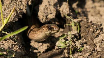 A stunning close-up view of the common slowworm showcases its smooth, glistening skin and delicate features.
