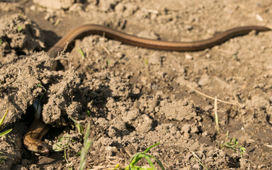 A stunning close-up view of the common slowworm showcases its smooth, glistening skin and delicate features.