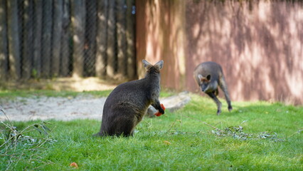 Wallaby in Action: Grazing and Leaping